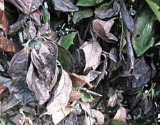 杉並の自然学 植物 アオキ